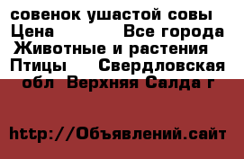 совенок ушастой совы › Цена ­ 5 000 - Все города Животные и растения » Птицы   . Свердловская обл.,Верхняя Салда г.